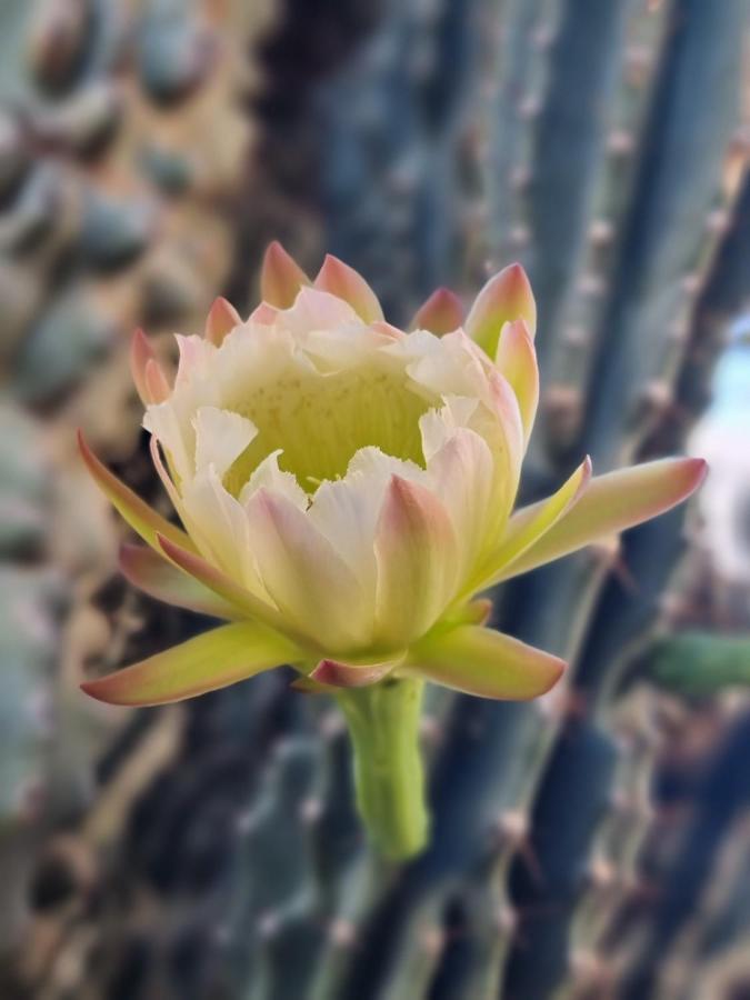 Cactus - Blooming Garden Apartments Kalamata Eksteriør billede